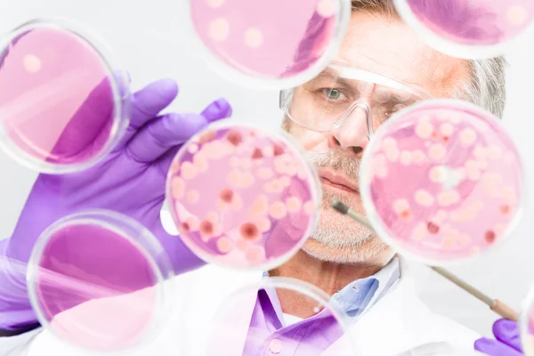 Senior life science researcher grafting bacteria. — Stock Photo, Image