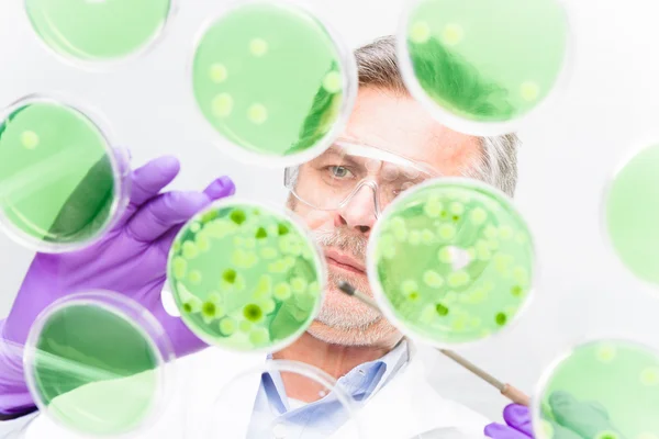 Senior Life Science Forscher pfropft Bakterien. — Stockfoto