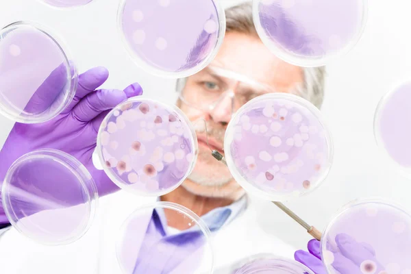 Senior Life Science Forscher pfropft Bakterien. — Stockfoto