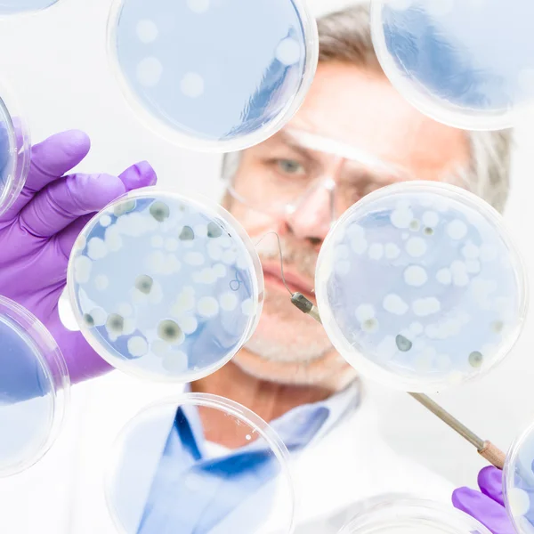 Senior life science researcher grafting bacteria. — Stock Photo, Image