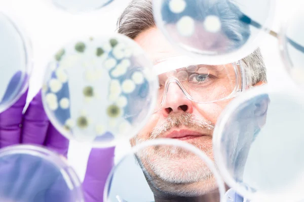 Senior life science researcher grafting bacteria. — Stock Photo, Image