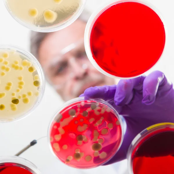 Senior life science researcher grafting bacteria. — Stock Photo, Image