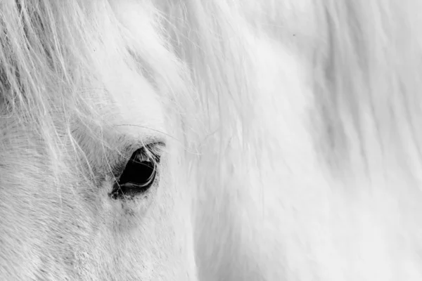 Detalle de un caballo blanco — Foto de Stock