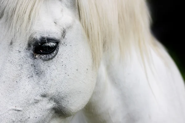 Detail of a white horse — Stock Photo, Image