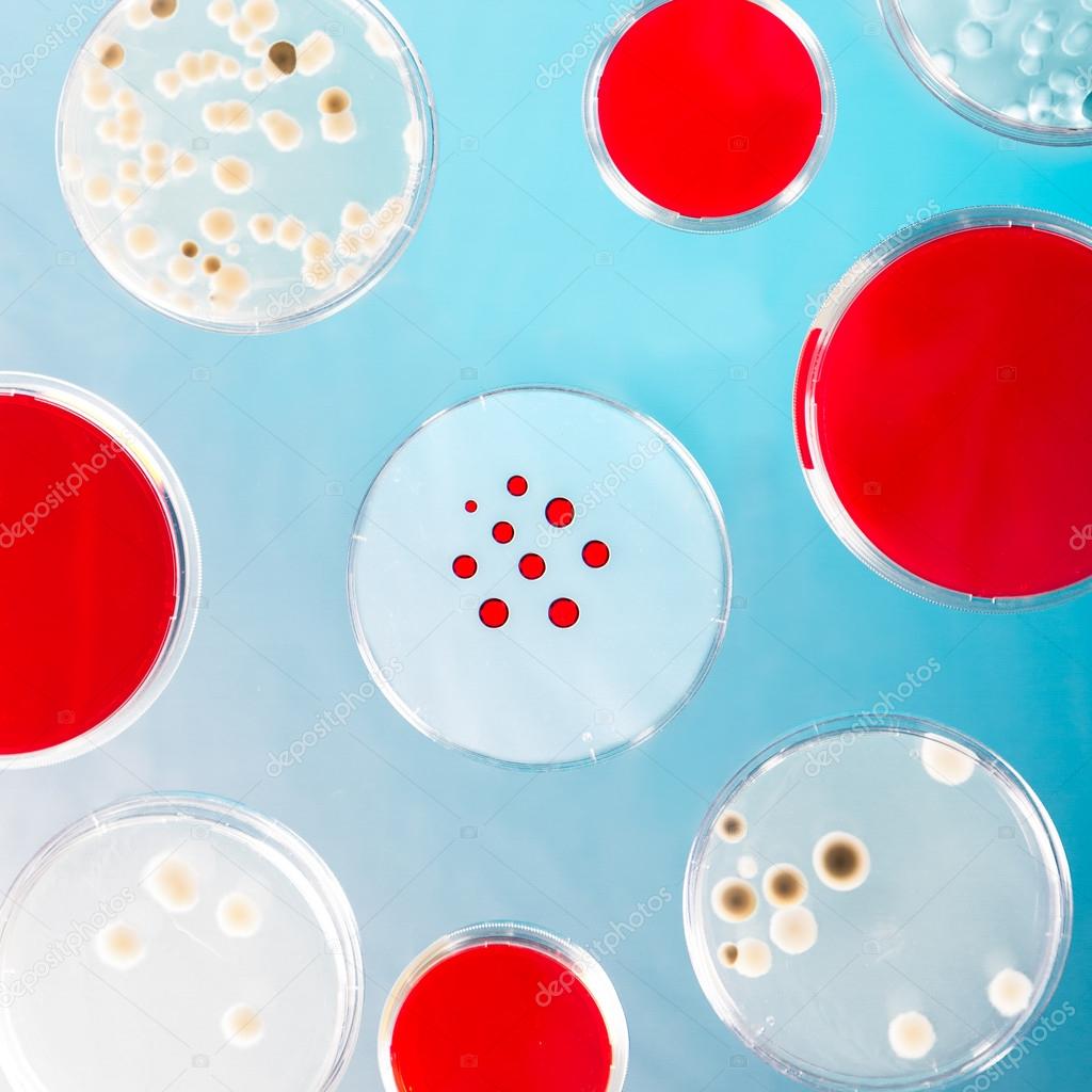 Pattern of petri dishes.
