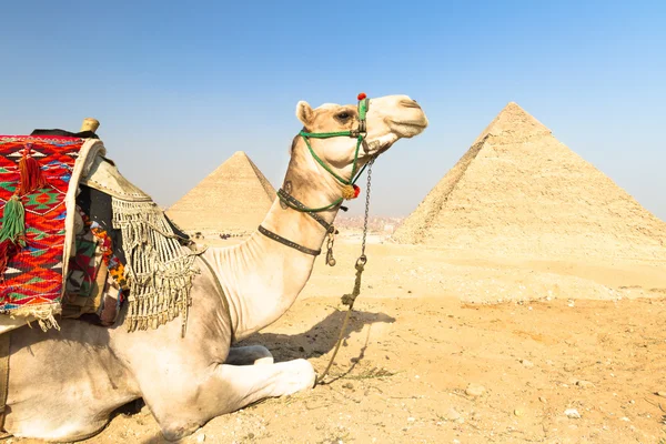 Chameau aux pyramides de Gizeh, Le Caire, Égypte . — Photo
