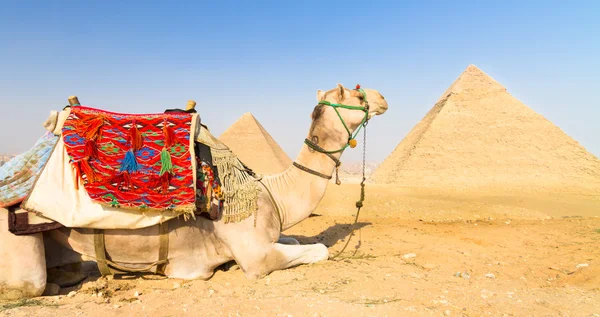 Kameel bij giza pyramides, cairo, Egypte. — Stockfoto