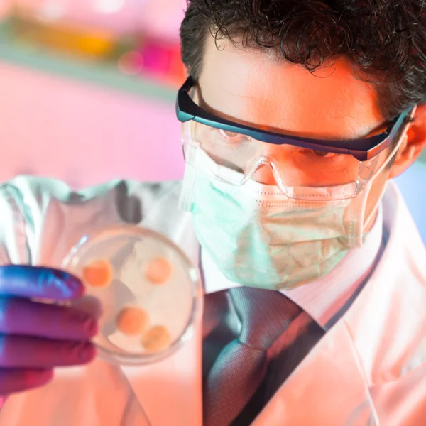 Naukowiec obserwujący szalkę Petriego. — Zdjęcie stockowe