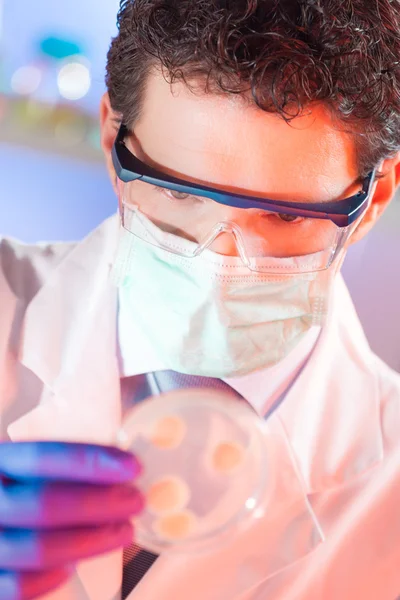 Cientista observando placa de Petri. — Fotografia de Stock