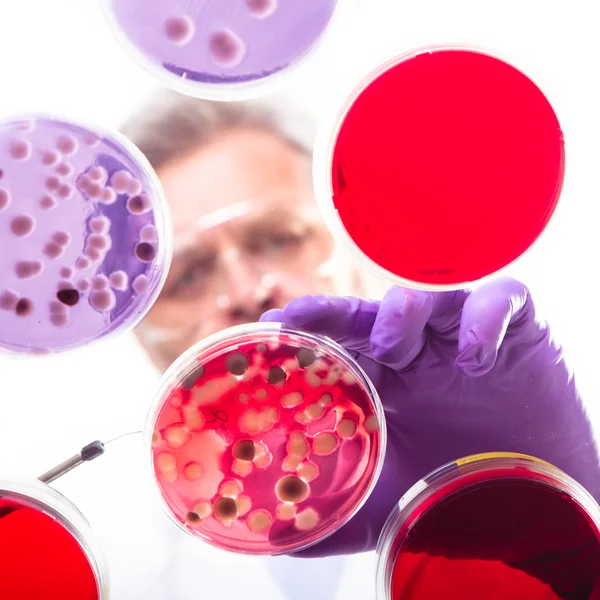 Senior life science researcher grafting bacteria. — Stock Photo, Image