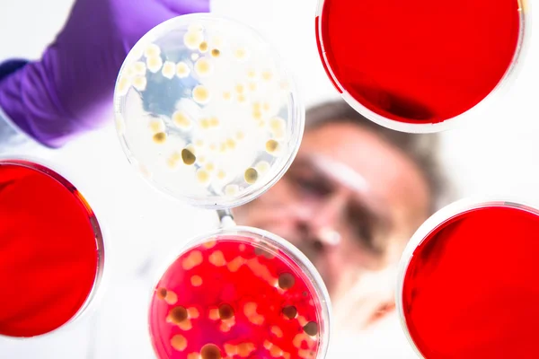 Senior life science researcher grafting bacteria. — Stock Photo, Image