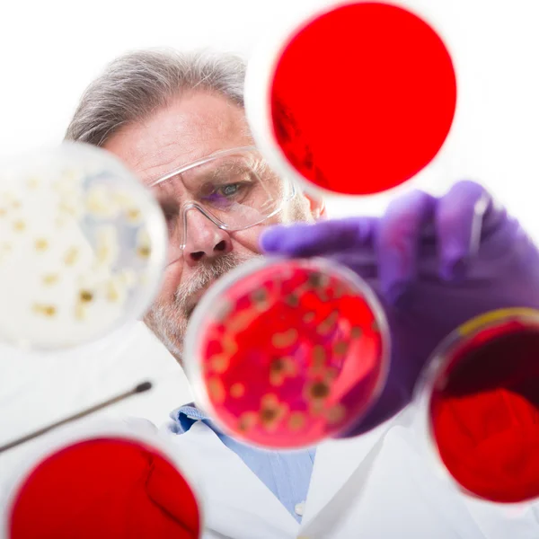 Senior Life Science Forscher pfropft Bakterien. — Stockfoto