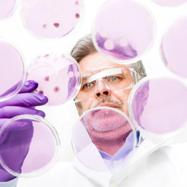 Senior Life Science Forscher pfropft Bakterien. — Stockfoto