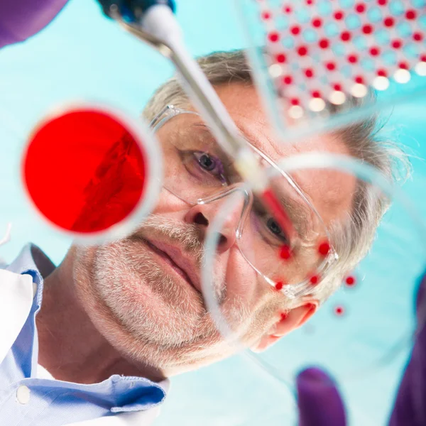 Senior life science onderzoeker enten bacteriën. — Stockfoto