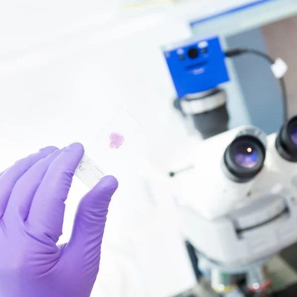 Microscopia de cientista sênior em laboratório. — Fotografia de Stock