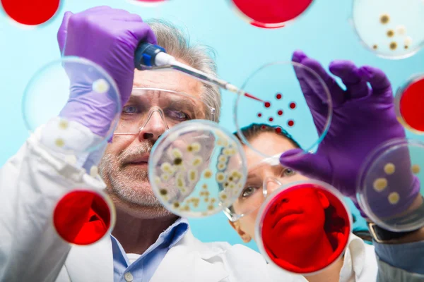 Ricercatore senior di scienze biologiche innesto di batteri. — Foto Stock