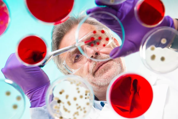 Ricercatore senior di scienze biologiche innesto di batteri. — Foto Stock