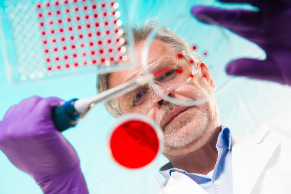 生命科学の主任研究者が細菌を移植. — ストック写真