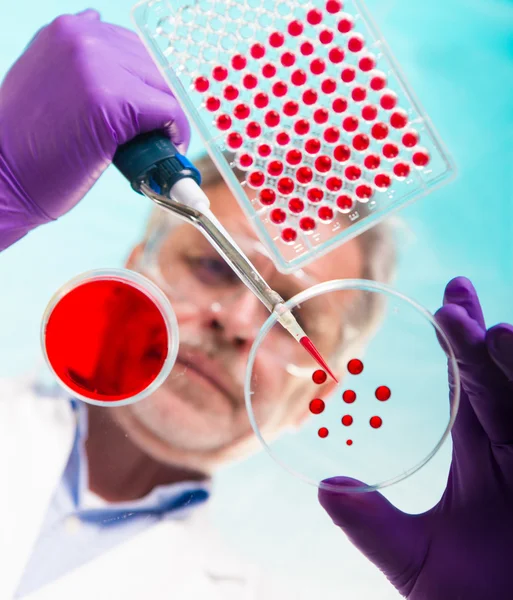 Senior life science researcher grafting bacteria. — Stock Photo, Image