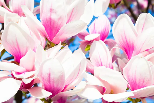 Magnolienblüte. — Stockfoto