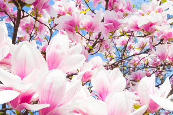 Magnolia δέντρο λουλούδια. — Φωτογραφία Αρχείου