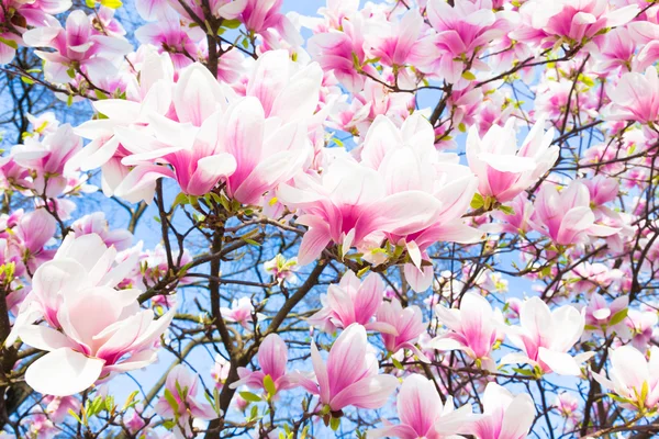 Magnolia δέντρο λουλούδια. — Φωτογραφία Αρχείου
