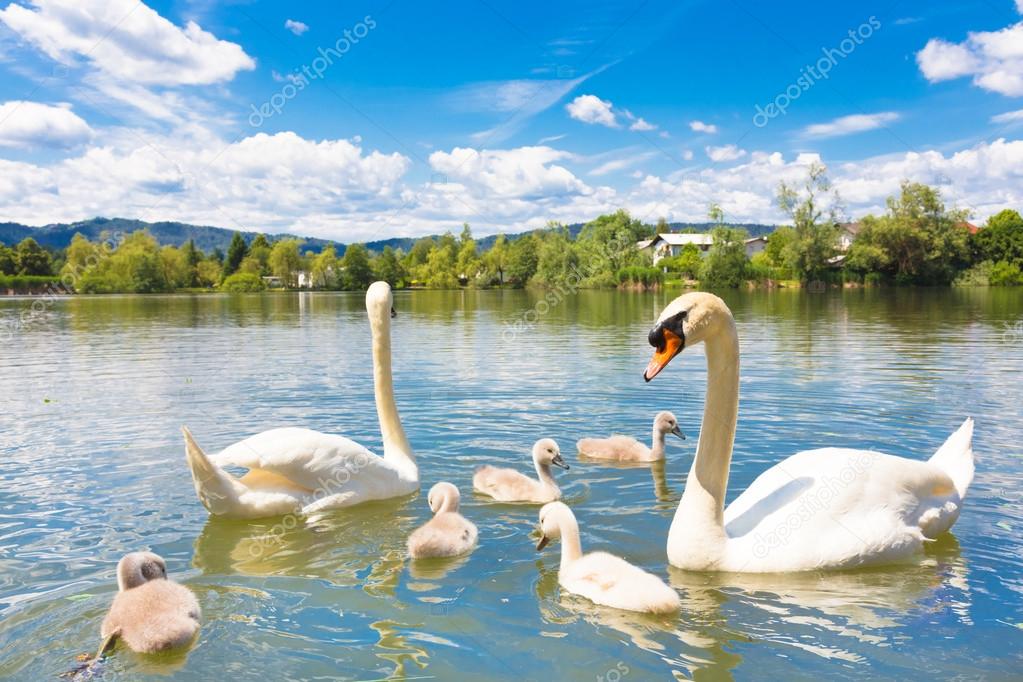 Swans with nestlings in Ljubljana.