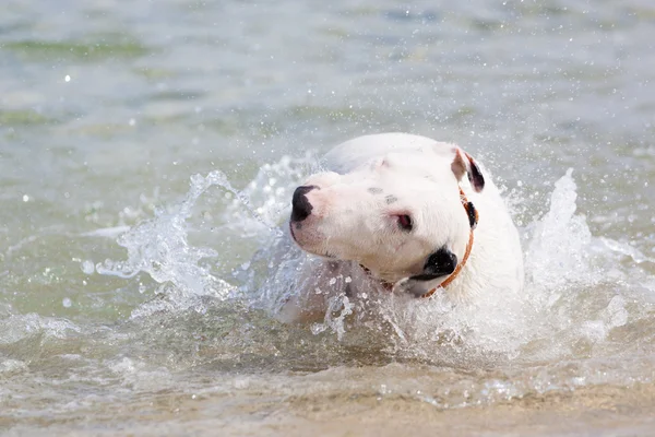 Vit bullterrier hund. — Stockfoto