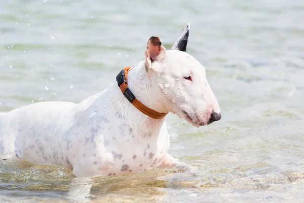 Weißer Bullterrier Hund. — Stockfoto