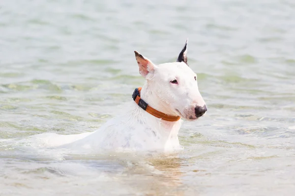 Vit bullterrier hund. — Stockfoto