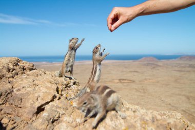 Kuru kayalık arazide bir sincabı besleyen insan eli.
