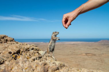 Kuru kayalık arazide bir sincabı besleyen insan eli.