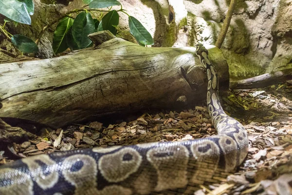 Serpent royal Python rampant sur le sol de la jungle. — Photo