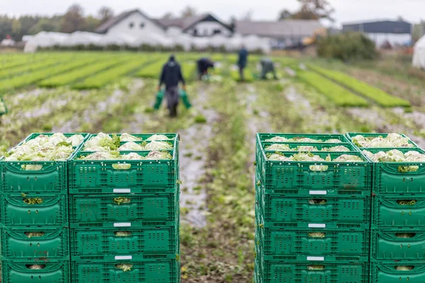 Letuce heads in wooden baskets after manual harvest on organic letuce farm. Agriculture and ecological farming concept. — Stock Photo, Image