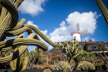 Guatiza köyündeki tropik kaktüs bahçesi, Lanzarote, Kanarya Adaları, İspanya.
