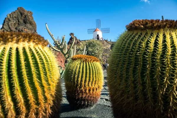 Jardim de cactos tropicais na aldeia de Guatiza, Lanzarote, Ilhas Canárias, Espanha. — Fotografia de Stock