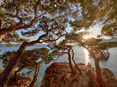 Dalgın bir kadın tatil yapıyor, büyük bir çam ağacının altında oturuyor ve dinleniyor mavi denizin kenarında, Brela, Makarska bölgesinde güzel gün batımının tadını çıkarıyor, Dalmaçya, Hırvatistan.