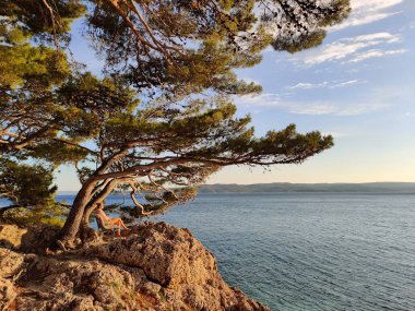 Dalgın bir kadın tatil yapıyor, büyük bir çam ağacının altında oturuyor ve dinleniyor mavi denizin kenarında, Brela, Makarska bölgesinde güzel gün batımının tadını çıkarıyor, Dalmaçya, Hırvatistan.
