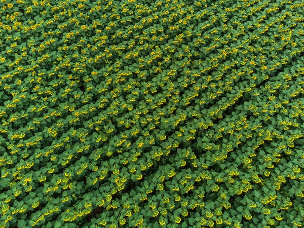 Wonderful Panoramic View Field Sunflowers Summertime — ストック写真