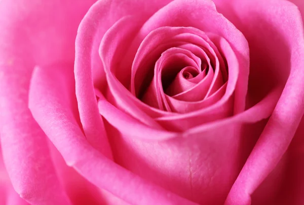 Macro image of beautiful rose — Stock Photo, Image