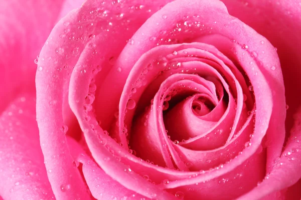 Pink rose with water drops — Stock Photo, Image