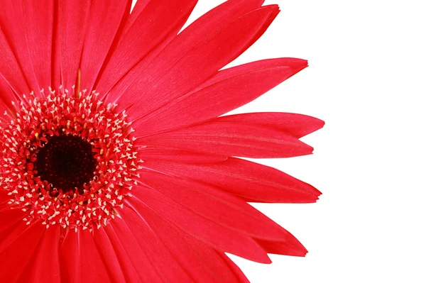 Primo piano di fiore di gerbera rosso — Foto Stock