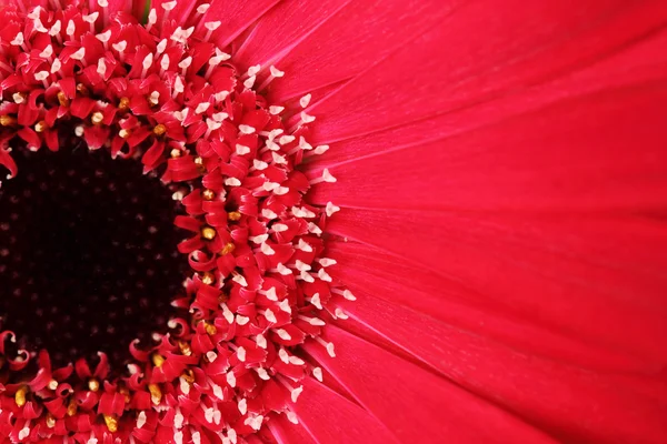 Perto de flor de gerbera vermelha — Fotografia de Stock