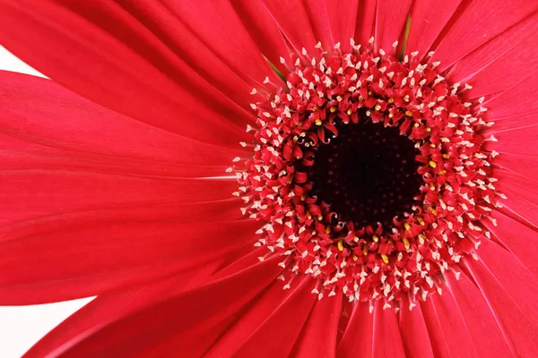 Primo piano di fiore di gerbera rosso — Foto Stock