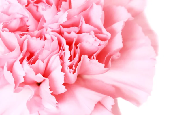Clavel rosa —  Fotos de Stock