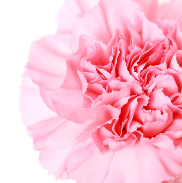 Pink carnation — 图库照片#