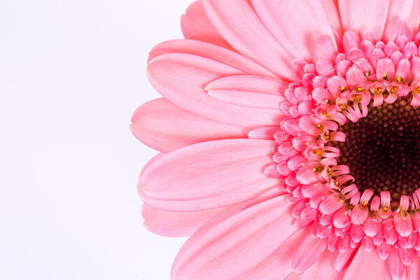 Pink daisy flower isolated on white background