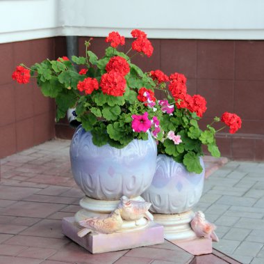 çiçekler flowepot.