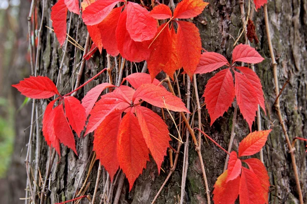 Κόκκινα φύλλα. — Φωτογραφία Αρχείου