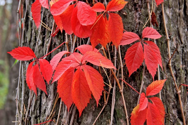 Foglie rosse . — Foto Stock